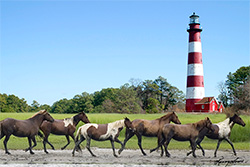 Hampton Inn Chincoteague