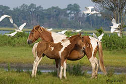 Hampton Inn Chincoteague